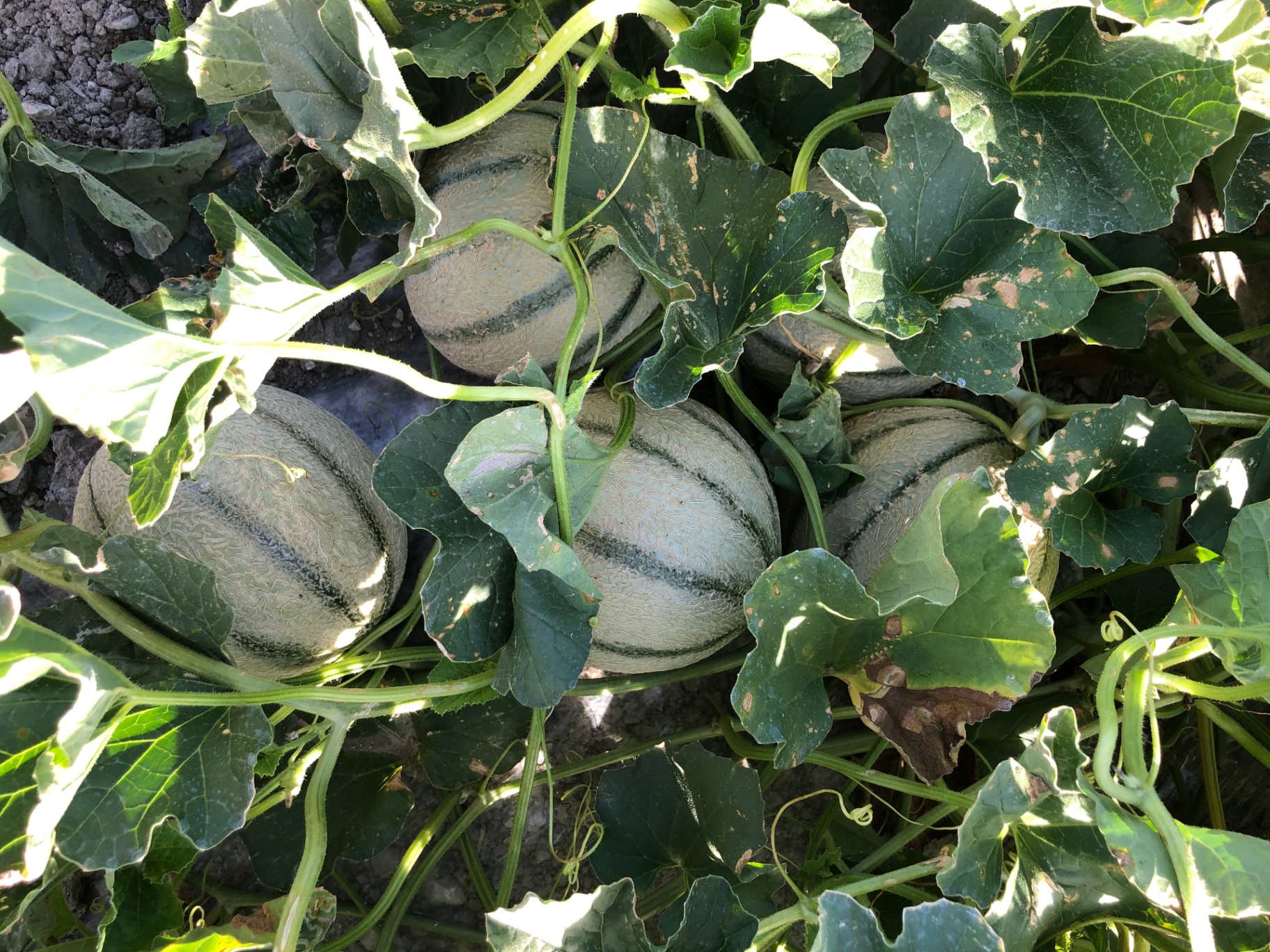 Melons charentais à maturité sur la vigne